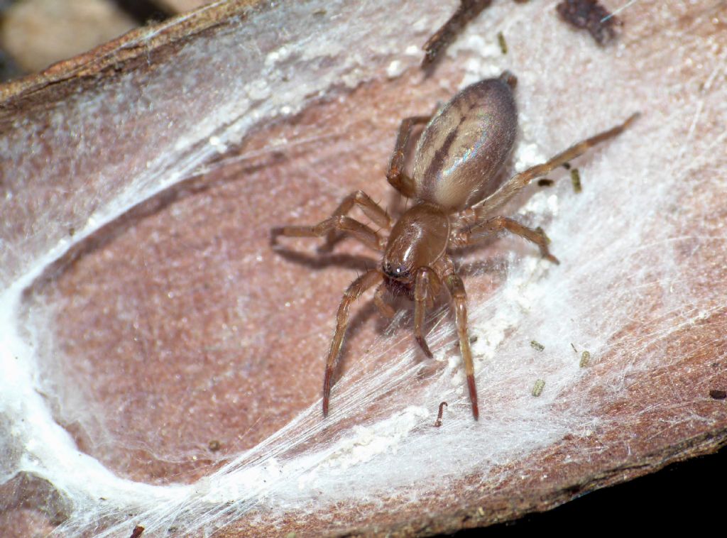 Clubionidae?   No, Cheiracanthiidae: Cheiracanthium sp. - Osilo (SS)